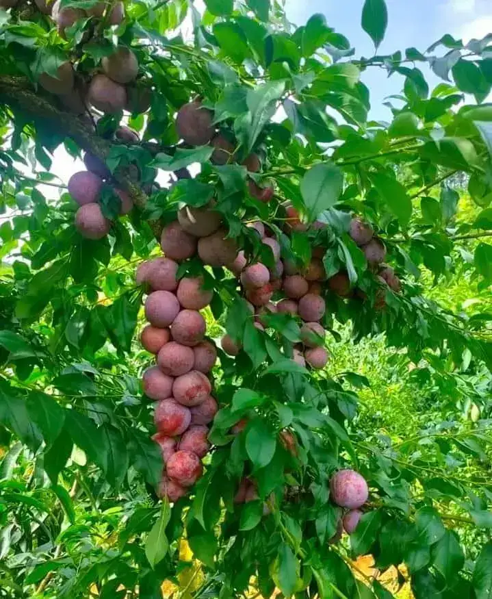 Cây Mận Nhà Tôi
