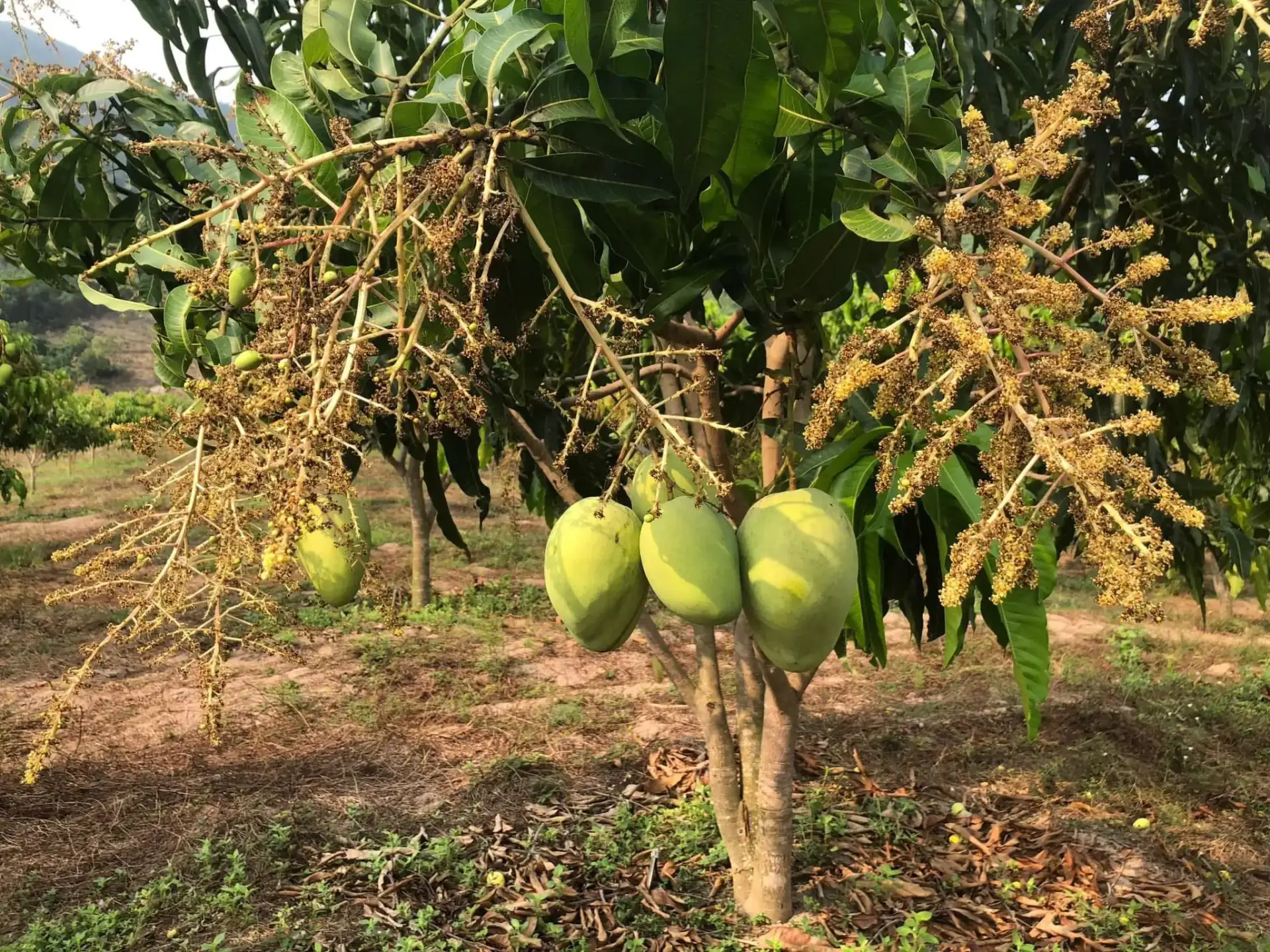 Cây Xoài Nhà Tôi