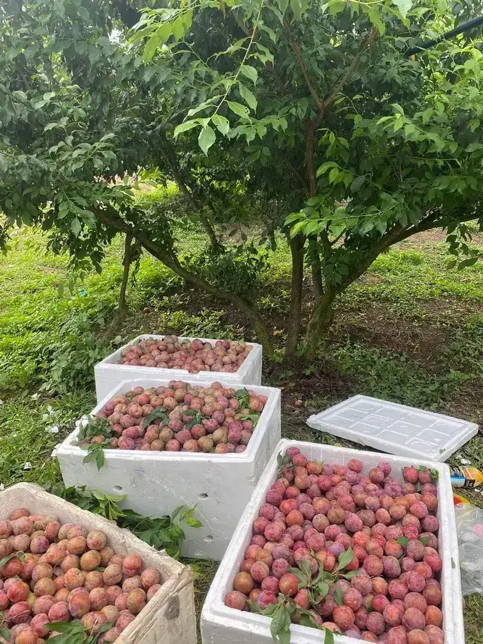 Cây Mận Nhà Tôi