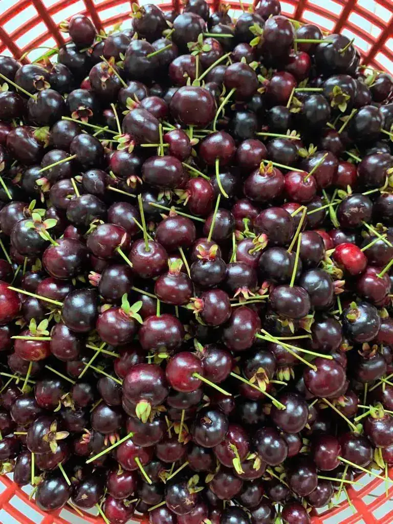 Cây Cherry Nhà Tôi