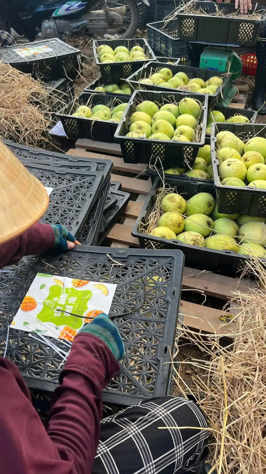 Phân loại, đóng gói nông sản sau thu hoạch