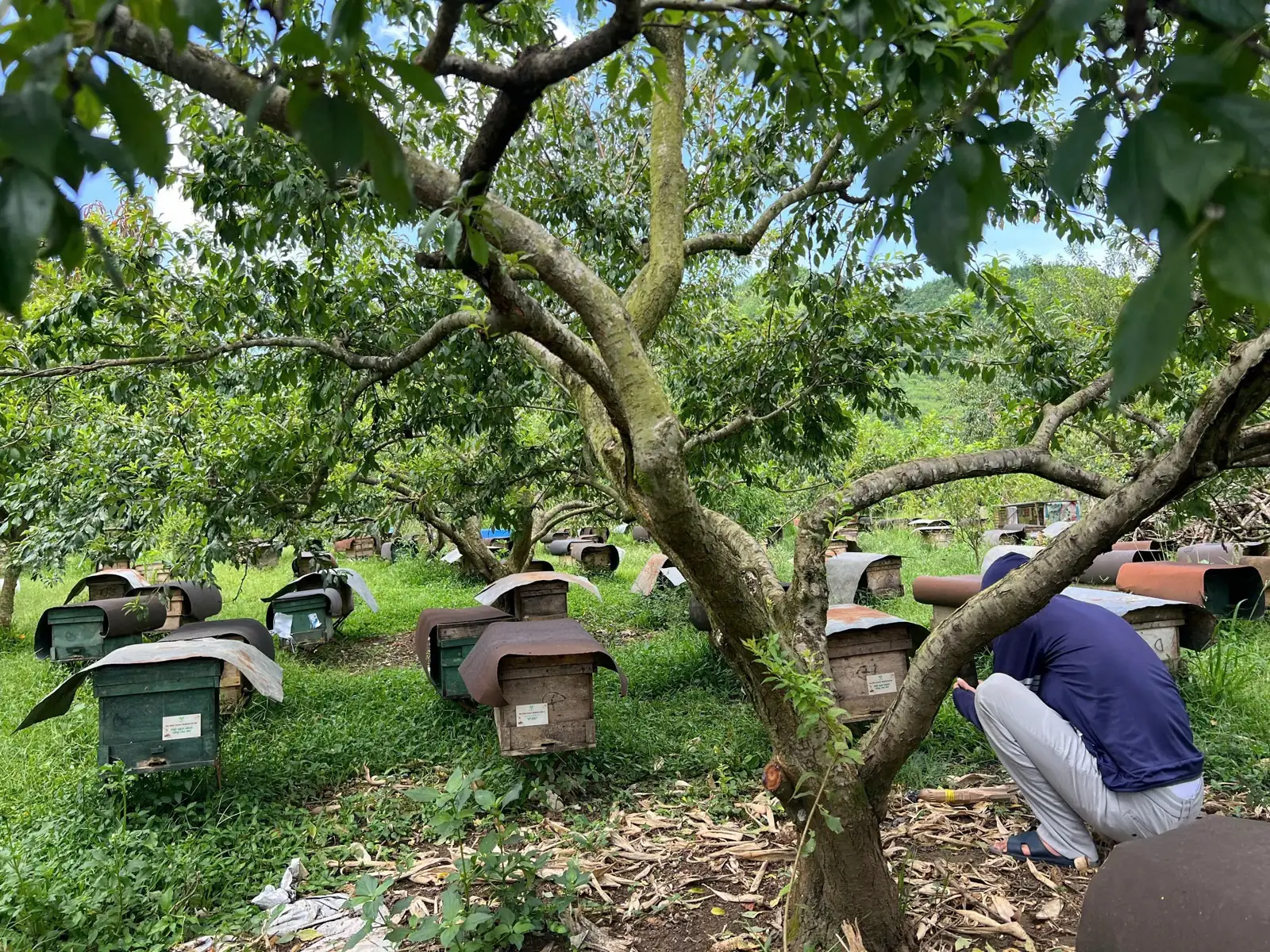 Khu nuôi ong đặt xen trong vườn cây