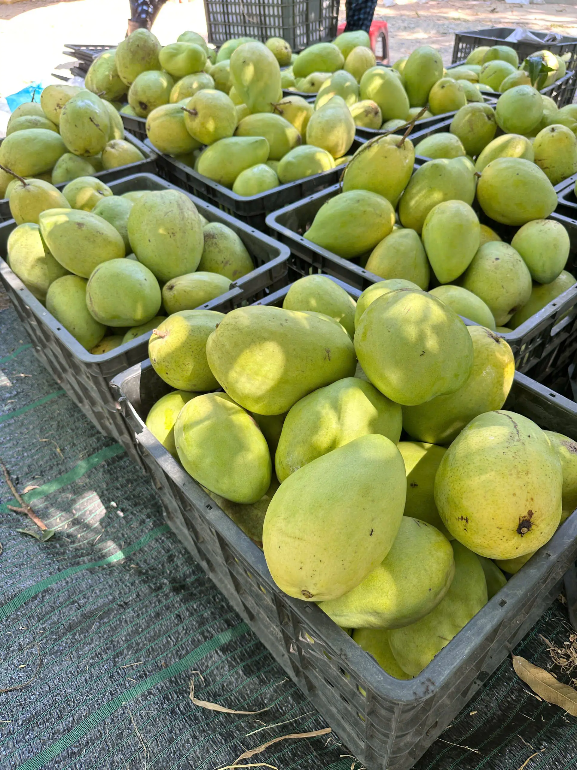 Xoài Tứ Quý - Cây Ghép Cao 70-80cm