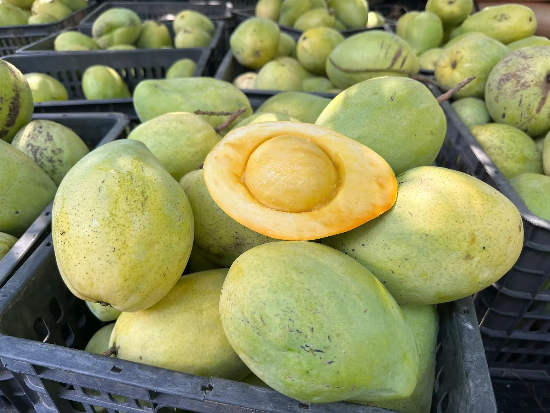 Xoài Tứ Quý - Cây Ghép Cao 70-80cm