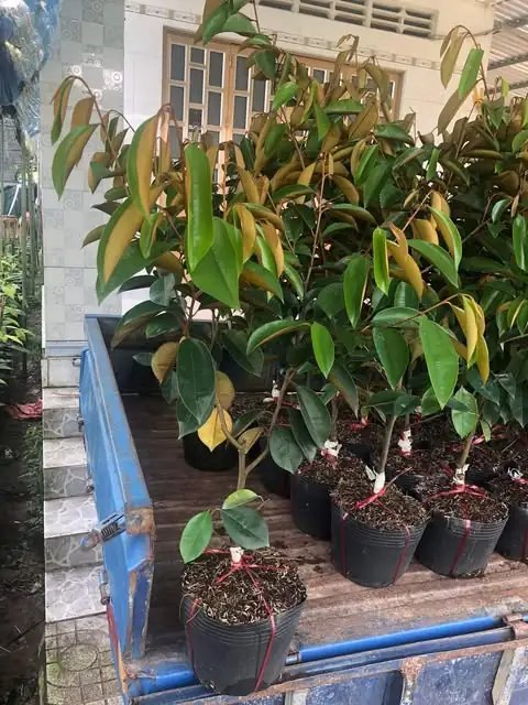 Vú Sữa Lò Rèn - Cây Giống Lớn