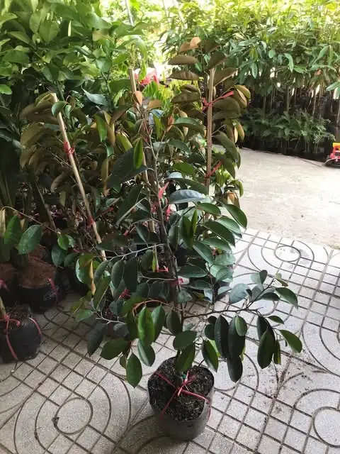 Vú Sữa Tím Mica - Size Chậu C9