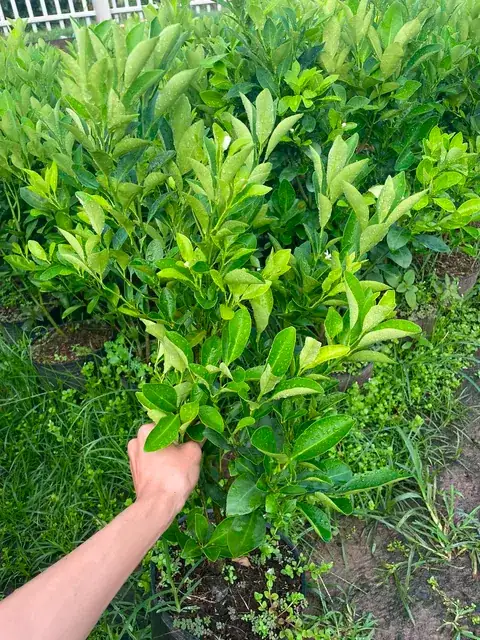 Chanh Vàng Mỹ - Size Chậu C9