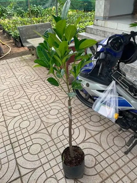 Mít Thái Siêu Sớm - Cây Giống Nhỏ