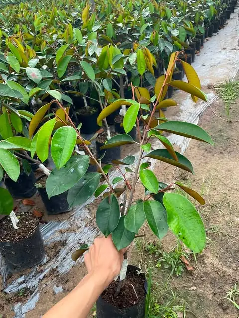 Vú Sữa Lò Rèn - Cây Giống Nhỏ