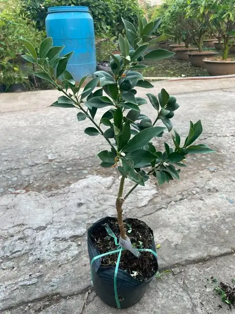 Tắc Bánh Xe - Cây Giống Nhỏ