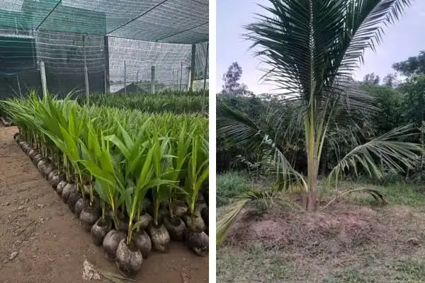 Dừa Xiêm Lùn - Giống Nguyên Trái