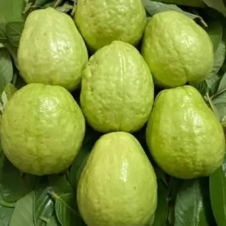 Ổi Lê Đài Loan - Size Chậu C9