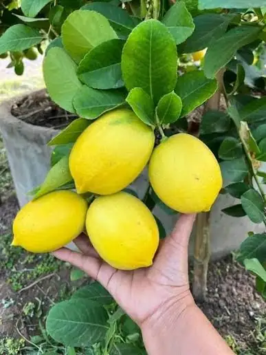 Chanh Vàng Mỹ - Size Chậu C9