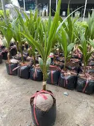 Dừa Mã Lai - Giống Nguyên Trái