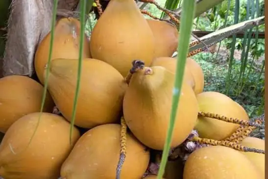 Dừa Mã Lai - Giống Nguyên Trái