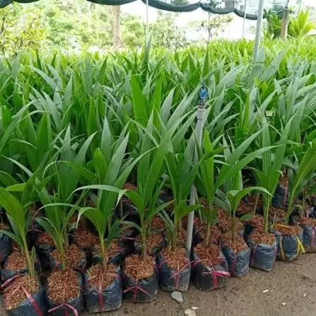 Dừa Xiêm Lùn - Cây Ươm Bầu