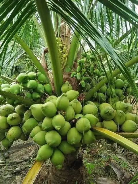 Dừa Xiêm Lùn - Giống Nguyên Trái