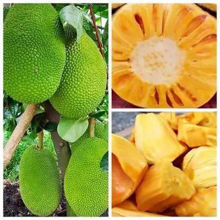 Mít Thái Siêu Sớm - Cây Giống Nhỏ