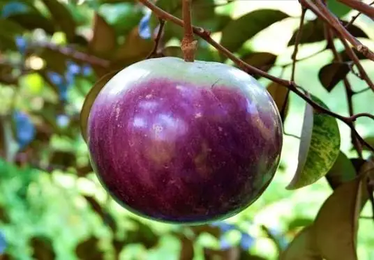 Vú Sữa Tím Mica - Size Chậu C9