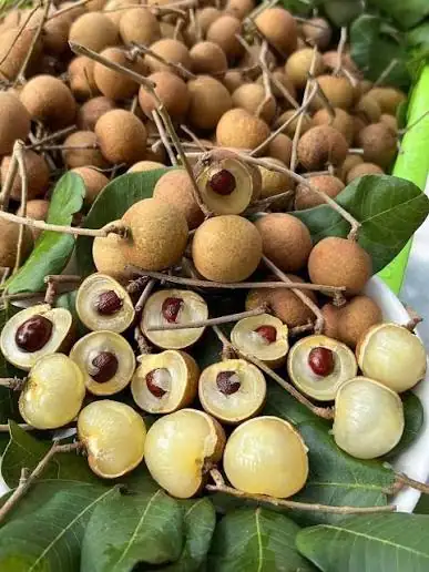 Nhãn Bắp Cải - Size Chậu C9