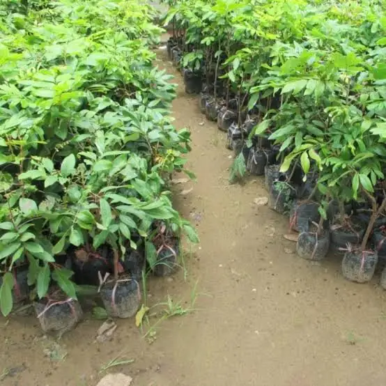 Nhãn Bắp Cải - Size Chậu C9