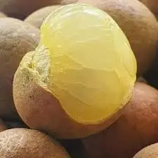Nhãn Bắp Cải - Size Chậu C9