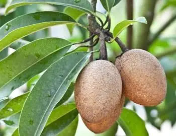 Sapo Cần Thơ - Size Chậu C9
