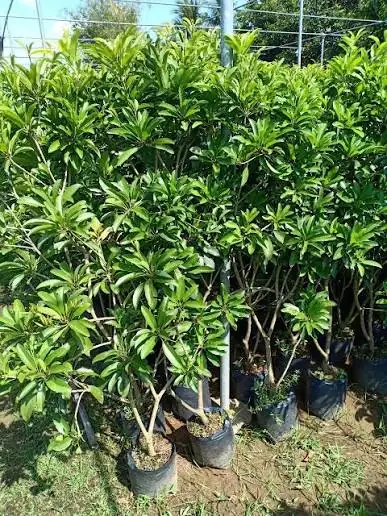 Sapo Cần Thơ - Size Chậu C9