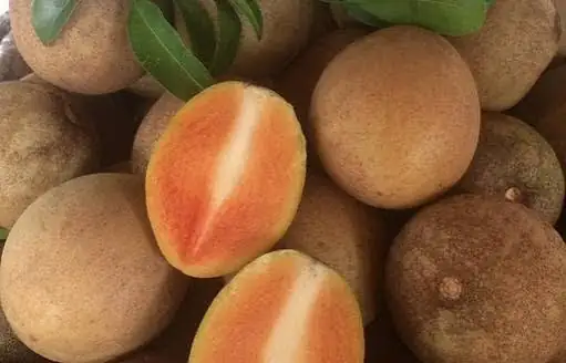 Sapo Cần Thơ - Size Chậu C9