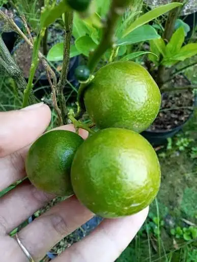 Tắc Bánh Xe - Cây Giống Nhỏ
