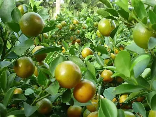 Tắc Bánh Xe - Cây Giống Nhỏ