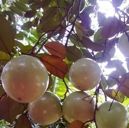 Vú Sữa Lò Rèn - Cây Giống Nhỏ