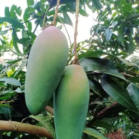 Xoài Đài Loan - Cây Ghép Cao 70-80cm