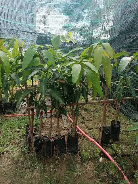 Xoài Tứ Quý - Cây Ghép Cao 70-80cm