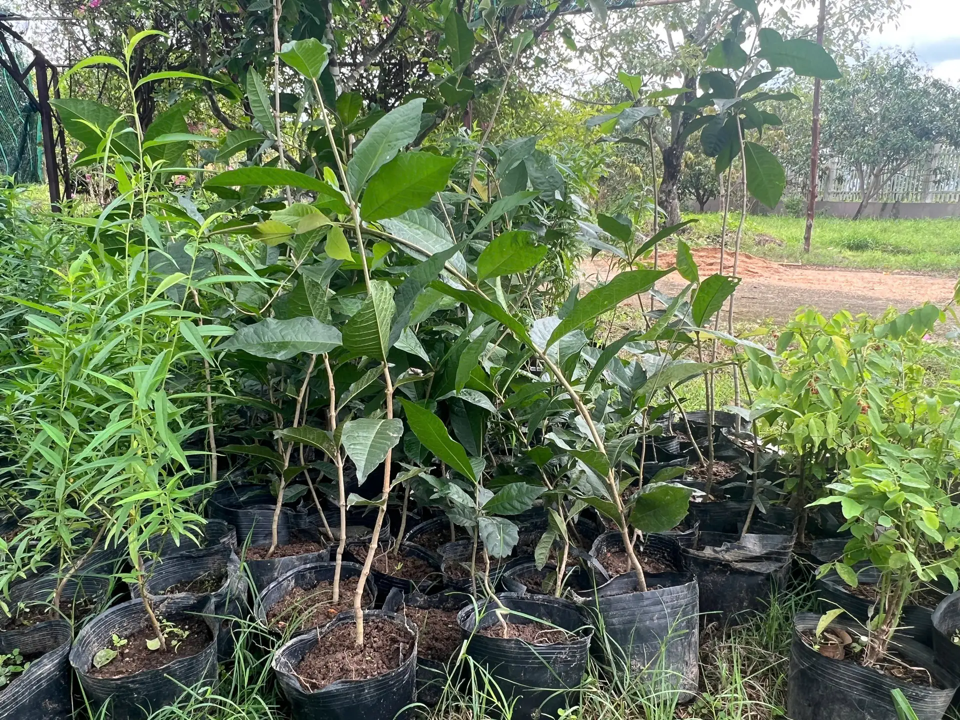 Cây Mai Xanh Thái